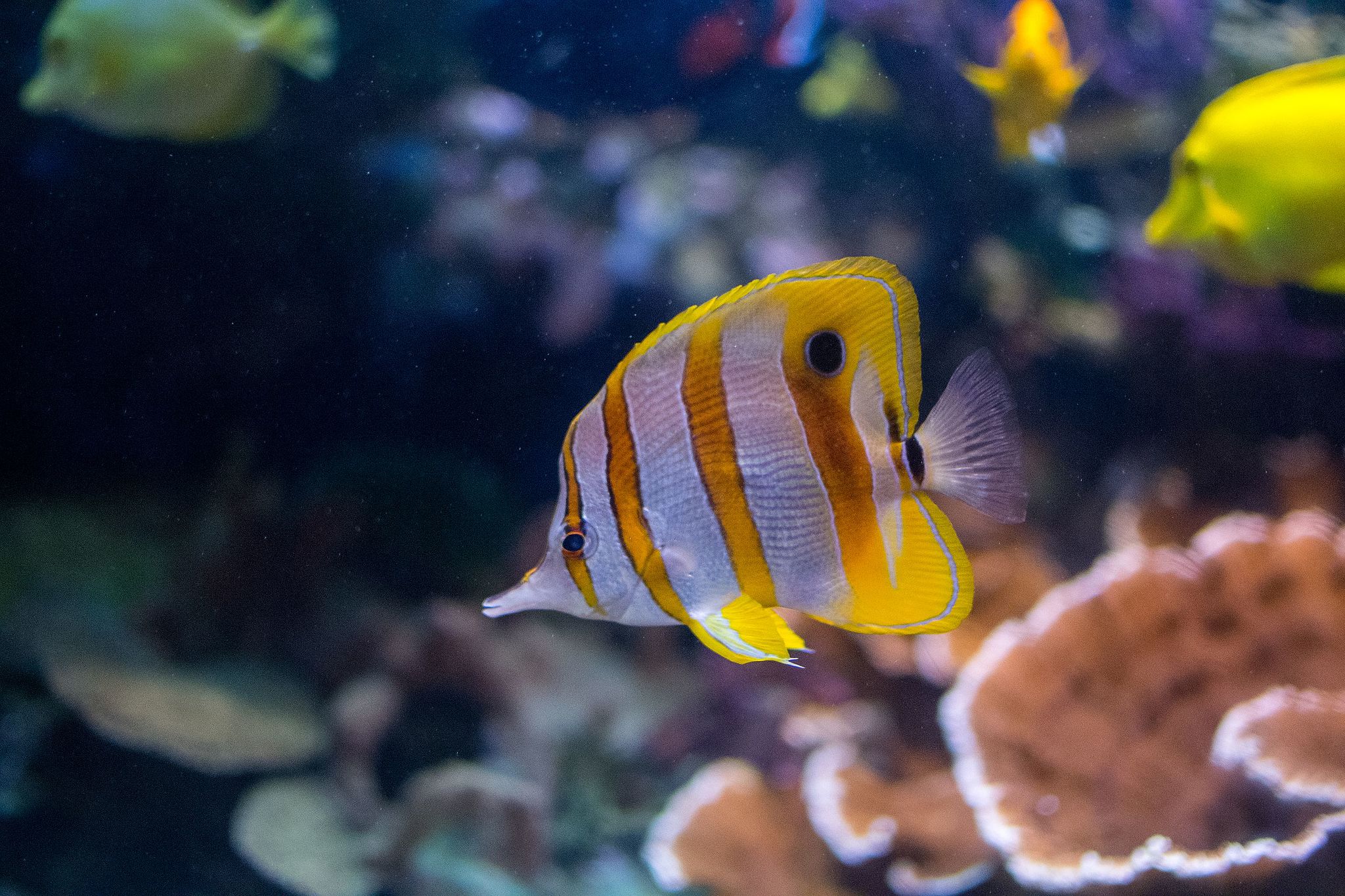 London Aquarium, London