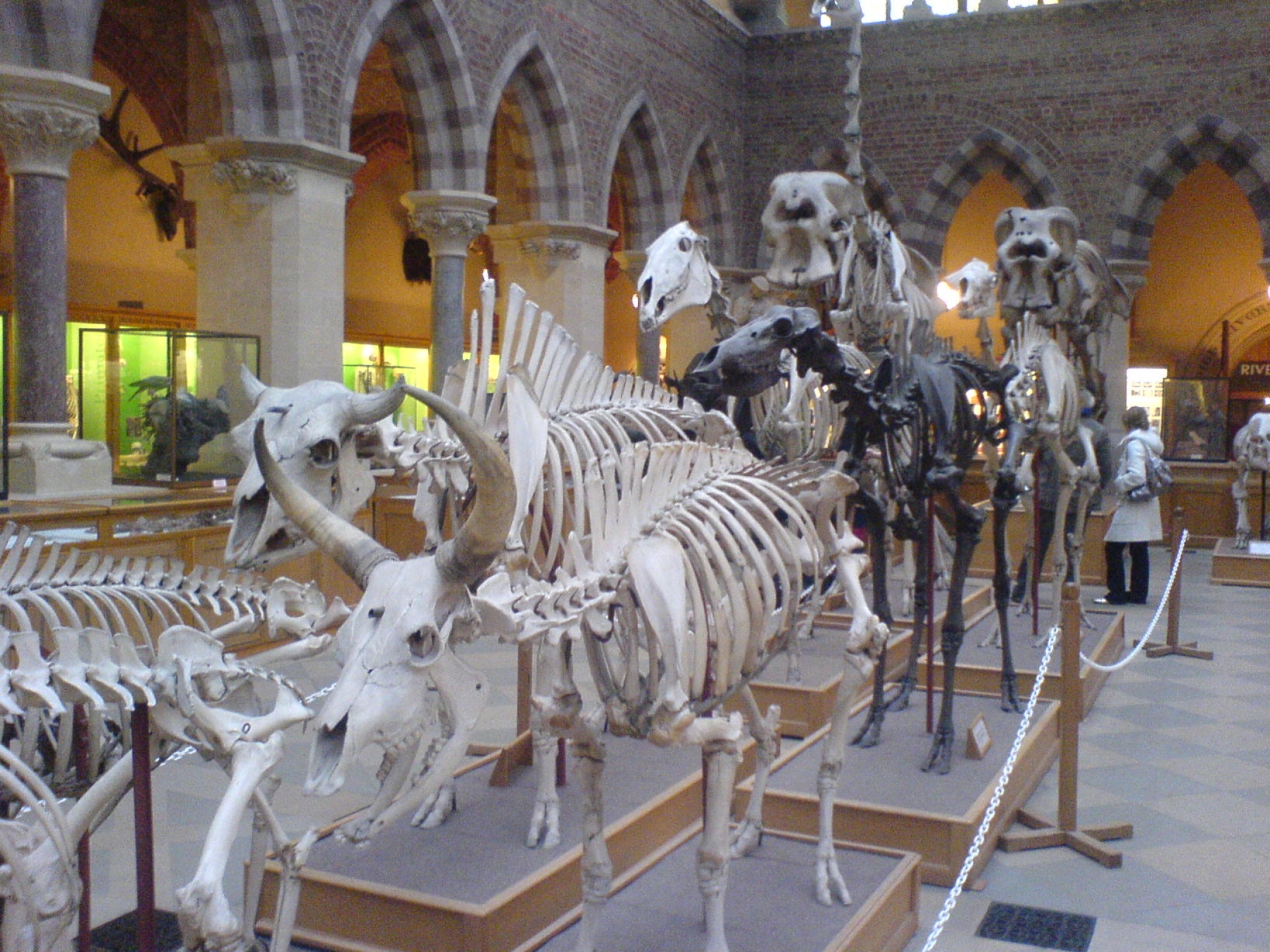 oxford-university-museum-of-natural-history-oxford